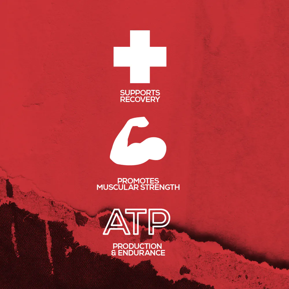 Tango_2 TANGO CREATINE - الصورة 2